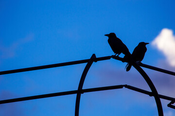 Les oiseaux de Stalingrad  © romu