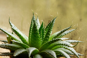 Naklejka na ściany i meble Aloe aristata plant