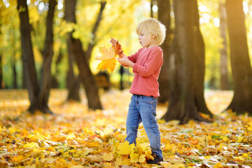 Little boy having fun during stroll in the forest at sunny autumn day. Child collect maple leaves. Inquisitive baby explore nature. Autumn outdoor activity for kids.