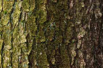 Tree bark detail