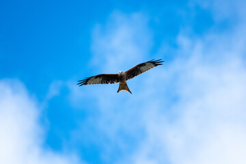 Red Kite in flight