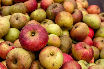 Organic apples harvest