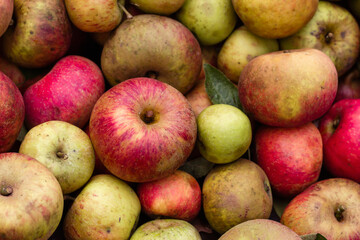 Fresh apples harvest