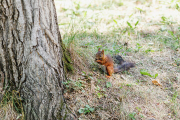 Cute squirrel on tree looking at summer scene