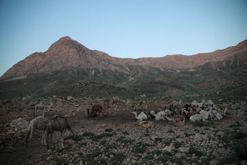 stado pasących się wielbłądów w górach w iranie - obrazy, fototapety, plakaty