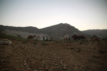 stado pasących się wielbłądów w górach w iranie - obrazy, fototapety, plakaty