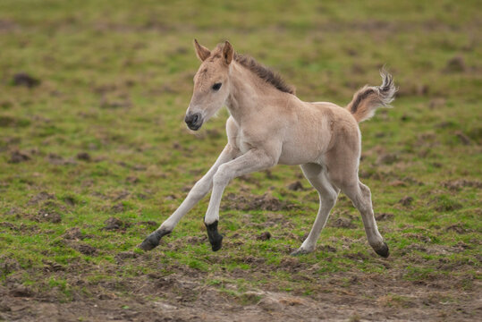 Young Konik horse run wild