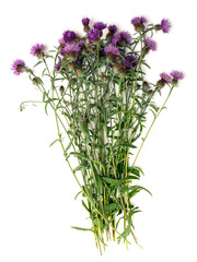 Fototapeta premium bouquet de centaurées