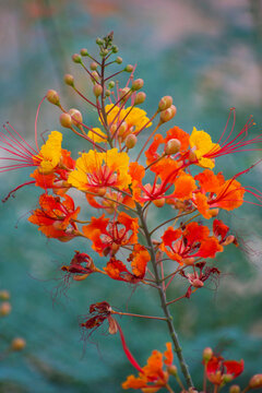 Mexican Bird Of Paradise Flower