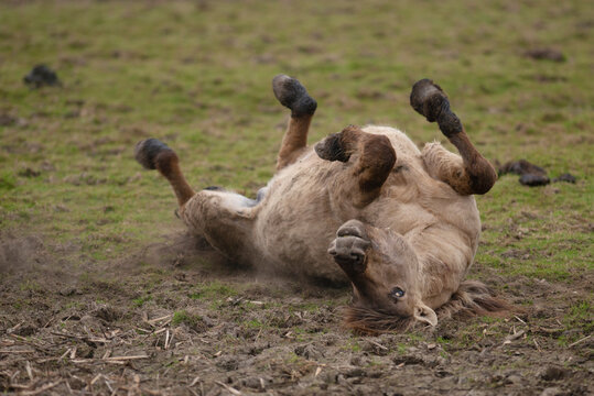 Wild Konik horse rolling on its back on the ground