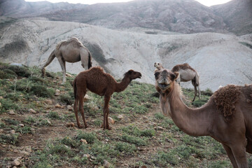 stado pasących się wielbłądów w górach w iranie