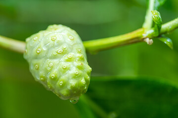 the fruit of the morinda citrifolia(noni) plant in the garden is Agricultural products