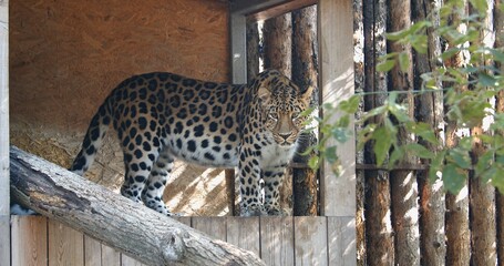 A beautiful leopard at the zoo, looks around.