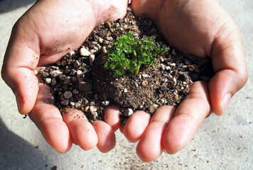 Holidng mini plant and soil and little rock