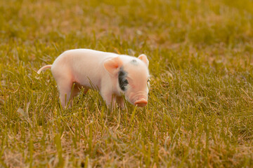 a little piglet newborn with a loose umbilical cord on the grass learns to walk © Sergey