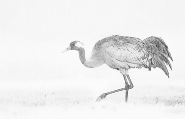 Common crane (Grus grus) - sketch
