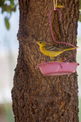 Yellow and black large bird atop backyard orange feeder