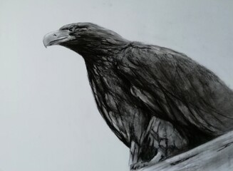 Eagle. Illustration on white background.