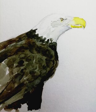 Eagle. Illustration on white background.