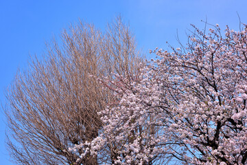 快晴の空と満開のさくら