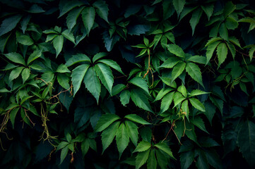 Green creeper leaves on the wall.