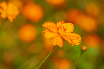 Orange summer flower Kosmeya on a blurred background. Nature. Copy space. Macro.