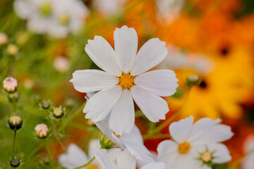Fototapeta premium White summer flower Kosmeya on a blurred background. Nature. Copy space. Macro.