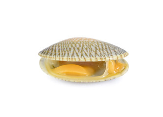 Shellfish  isolited  on white back  ground