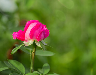 Pink flower on a green background. The Rose. Copy space. Selective focus.