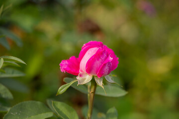 Pink flower on a green background. The Rose. Copy space. Selective focus.
