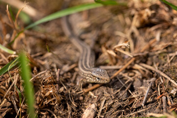 The lizard runs on the ground. Reptile animal. Fauna. Selective focus. Macro.