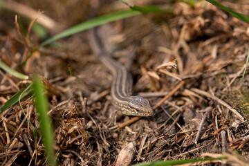 Obraz premium The lizard runs on the ground. Reptile animal. Fauna. Selective focus. Macro.
