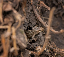 Lizard peeps out of the hole. Reptile animal. Fauna. Selective focus. Macro.