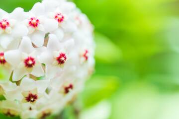 Obraz premium Close up of star shaped white and pink flowers of Hoya carnosa or porcelain flower or wax plant.