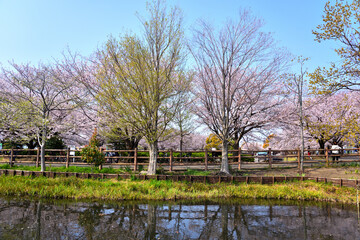 公園の池に映る満開の桜と木立