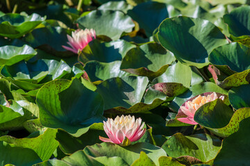  Nymphaea alba flower, commonly called water lily or water lily 