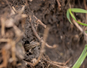 Lizard peeps out of the hole. Reptile animal. Fauna. Selective focus. Macro.