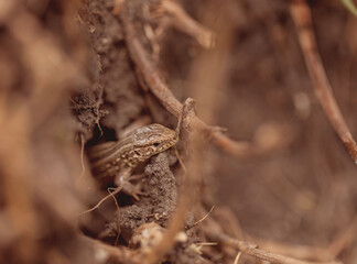 Lizard peeps out of the hole. Reptile animal. Fauna. Selective focus. Macro.