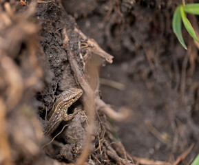 Lizard peeps out of the hole. Reptile animal. Fauna. Selective focus. Macro.