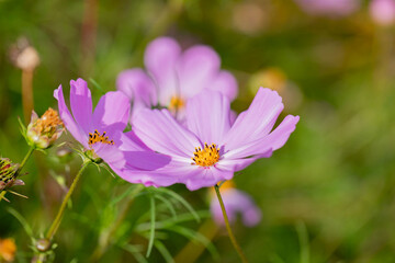 Obraz premium Pink summer flower Kosmeya on a blurred background. Nature. Copy space. Macro.