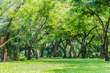 Trees, branches, leaves, and lawns are in a forest or park. Nature green wood sunlight background