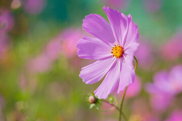 Obraz premium Pink summer flower Kosmeya on a blurred background. Nature. Copy space. Macro.