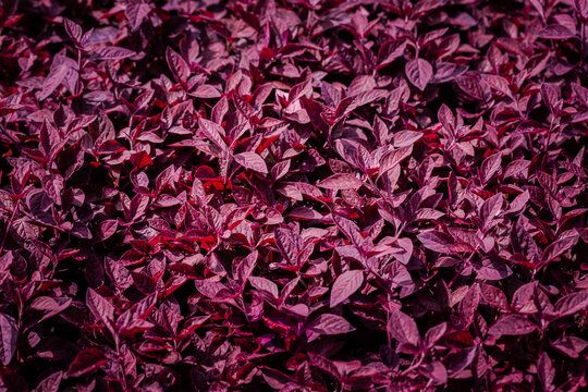 Aerva sanguinolenta (L.) Blume or Amaranthaceae, red leaf background beautiful in the garden and Useful decorative ornamental plants