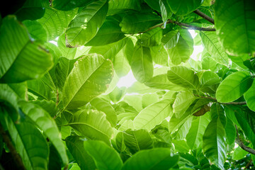 Green leaf background Beautiful in the garden and decorative plants for placing text and letters.