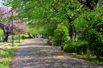 八重桜咲く寒川丸太の広場