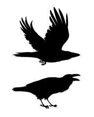 Realistic raven flying and sitting. Caw. Monochrome vector illustration of black silhouettes of smart bird Corvus Corax isolated on white background. Element for your design, print. Stencil.