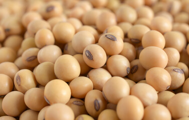 Close up soybean,Agricultural products,soybean background.