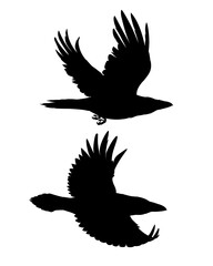 Couple of realistic ravens flying. Monochrome vector illustration of black silhouettes of smart birds Corvus Corax isolated on white background. Element for your design, print. Stencil.