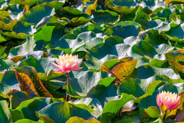  Nymphaea alba flower, commonly called water lily or water lily 