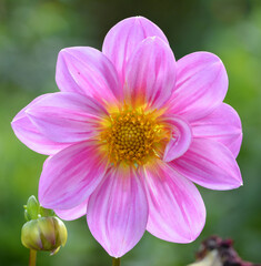 Dahlia